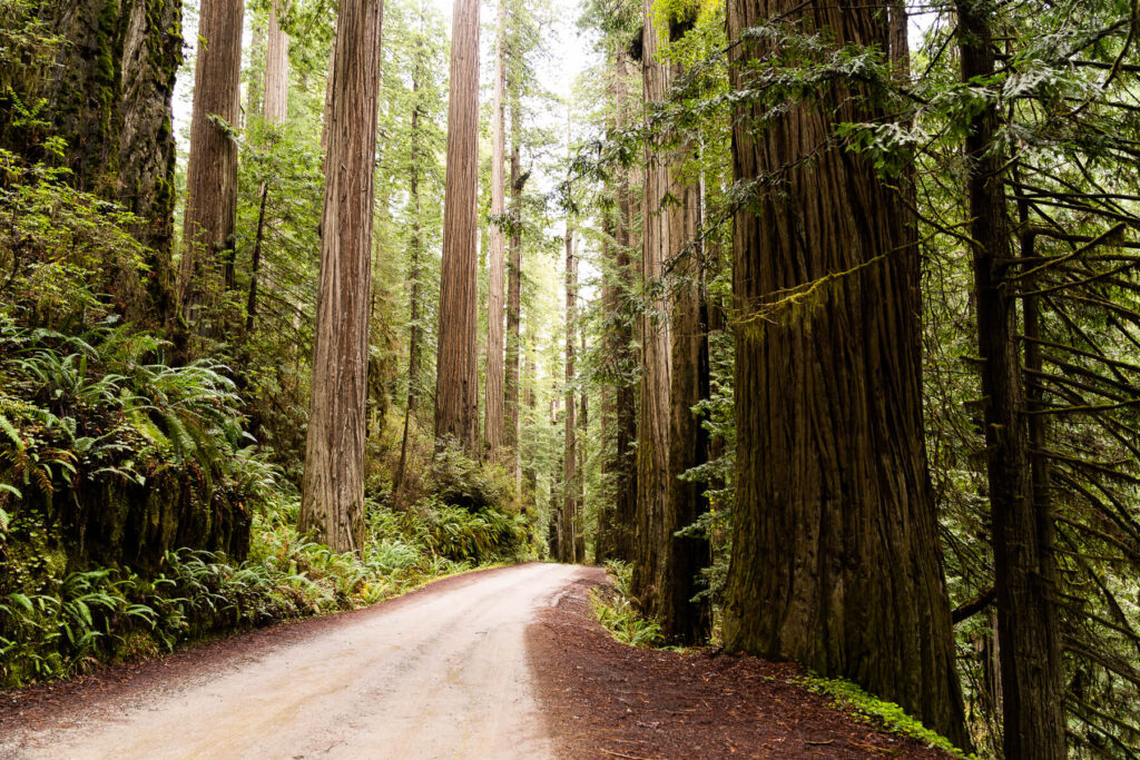 Redwood National and State Parks