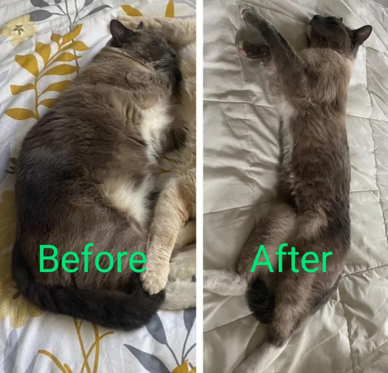 Yellowstone Missing Cat: Before and after went missing