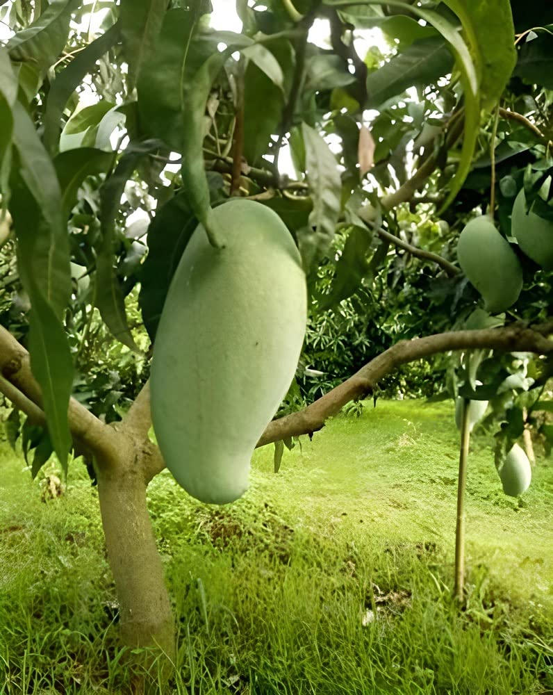 Brunei King Mango :